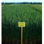 Насіння пшениці (1)
