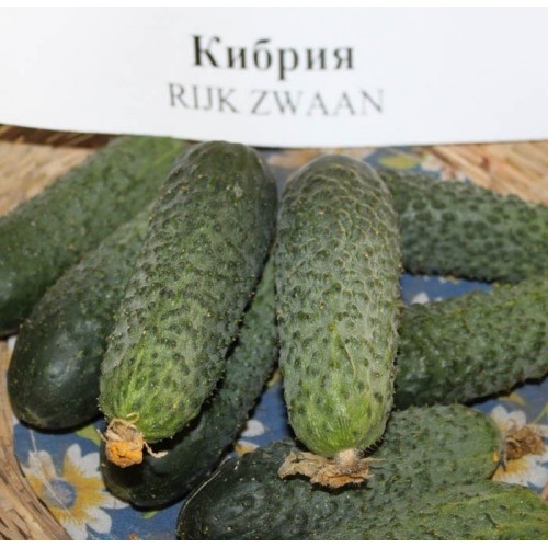 Кібрія F1