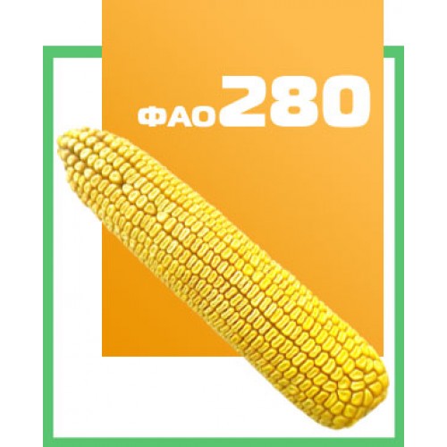 Кукурудза ДБ Хотин