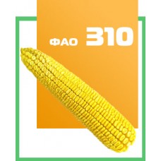 Кукурудза Солонянский 298 СВ