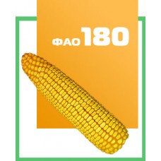 Кукурудза ДН Пивиха